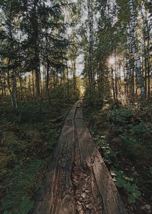 Дорога в лесу