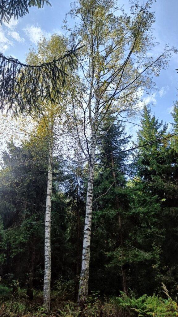 Загородный дом в еловом лесу осенью: жёлтые берёзы среди елей